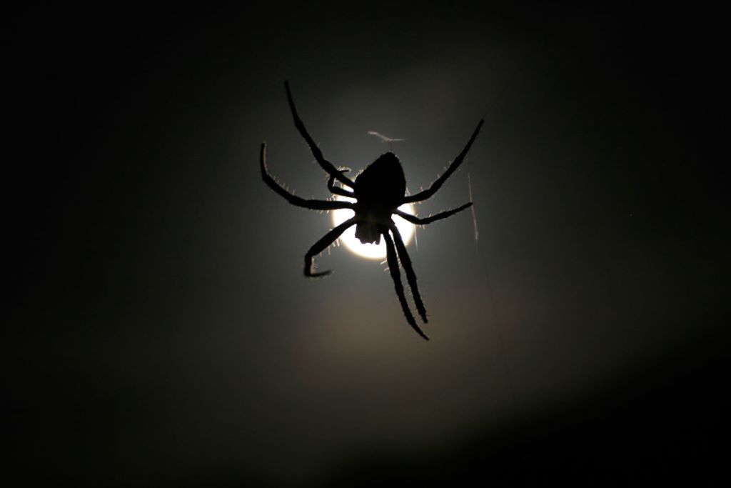 An orb weaver in front of the moon. Image: Fir0002/Flagstaffotos [GFDL 1.2], via Wikimedia Commons. 