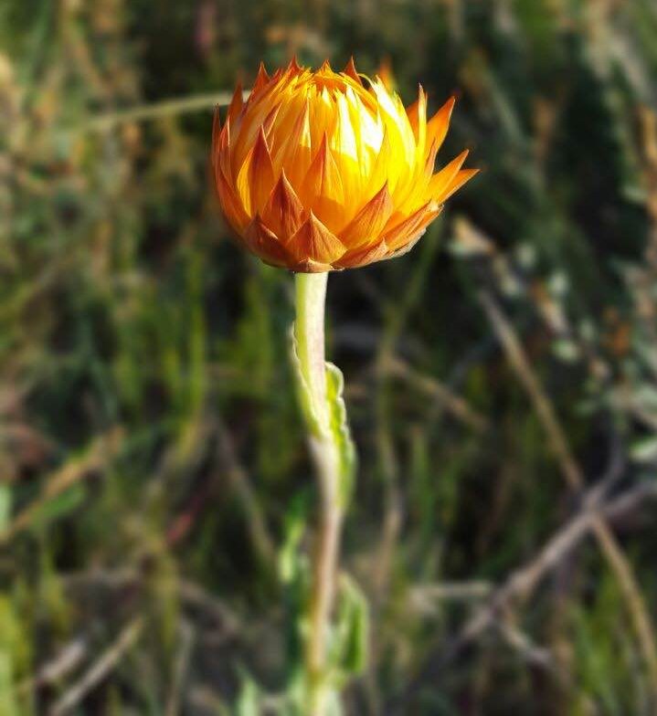 Everlasting flower. Image: Fam Charko