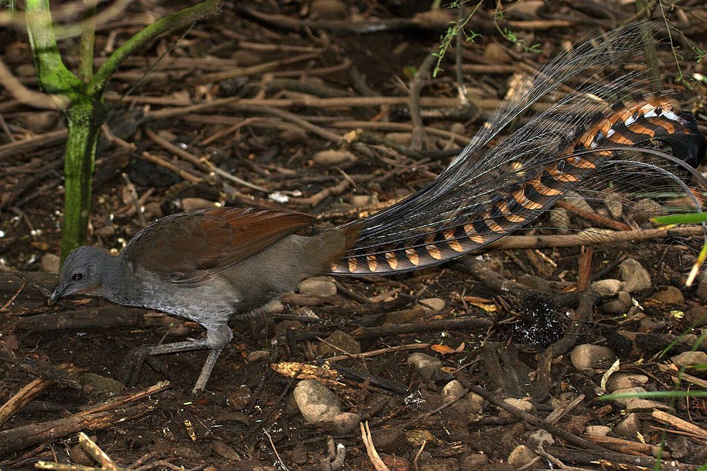 Lyrebirds are often seen scratching for food on the forest floor, which turns the leaf litter and improves the soil. 