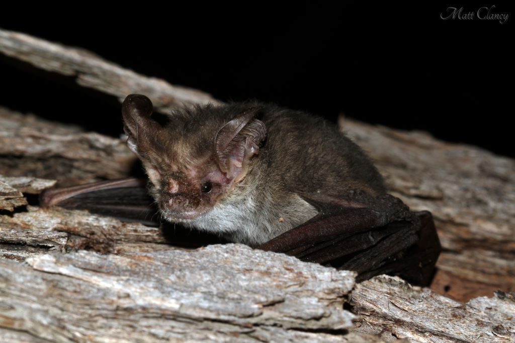 One species of native Microbat is the Lesser Long-eared Bat (Nyctophilus geoffroyi). Image: Matt [CC BY 2.0 (https://creativecommons.org/licenses/by/2.0/deed.en)], via Wikimedia Commons