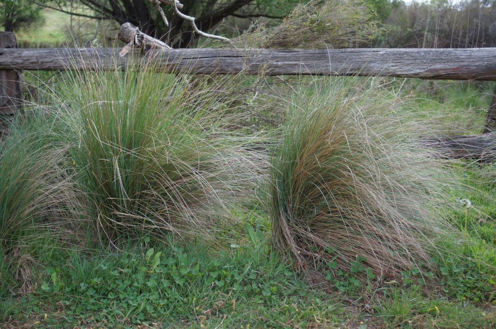 Wallaby grass is a good pick for sun-drenched balconies. Image courtesy of Harry Rose from South West Rocks, Australia [CC BY 2.0 (https://creativecommons.org/licenses/by/2.0)]