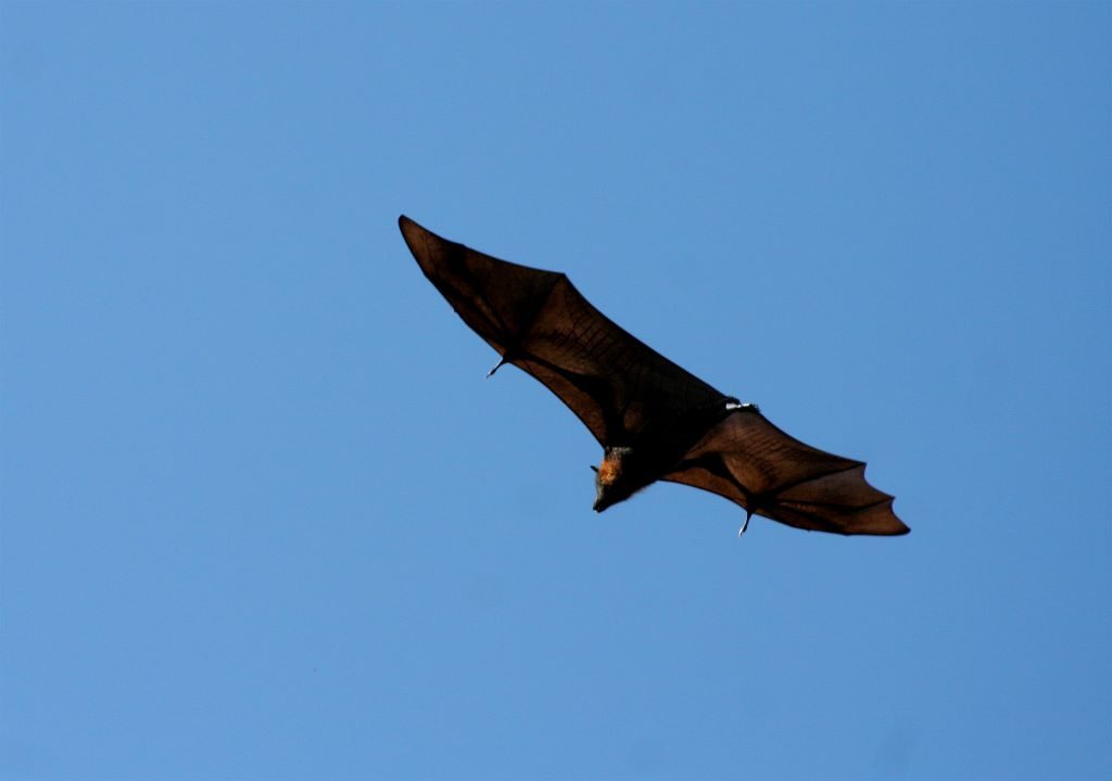 A Grey-headed flying fox soaring through the sky. Image: Richard Giddens [CC BY 2.0 (https://creativecommons.org/licenses/by/2.0/deed.en)], via Wikimedia Commons.