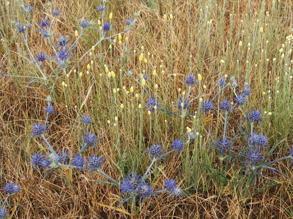 Australian native's grassland species, like the blue devil wildflowers, are great for the variable conditions of balconies. Image: Liz Fenton.