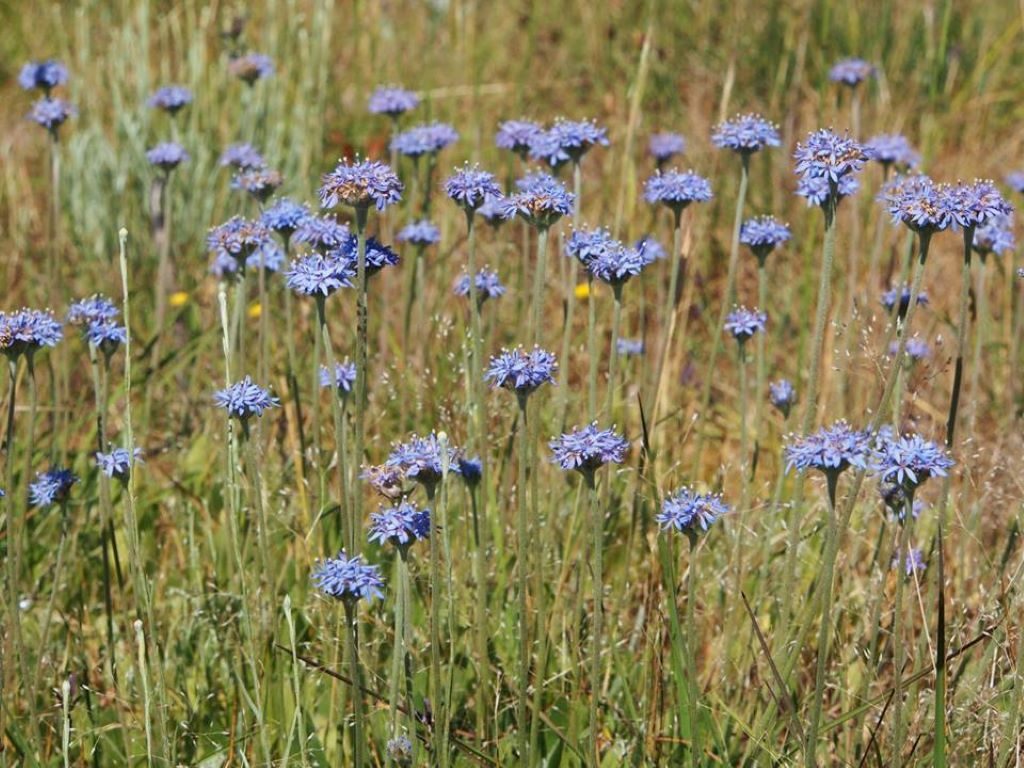Stunning blue pincushions are a perfect addition to your grassland. Image: Liz Fenton.