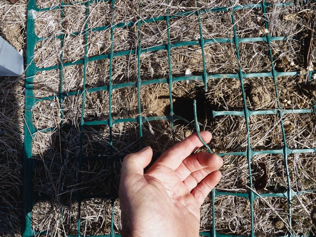 Some of the mesh protecting the turtle nests had been chewed on by predators. Image: Eleanor Lang.
