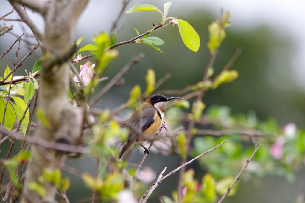 Small, shy birds like this Eastern Spinebill (Acanthorhynchus tenuirostris) prefer wide, shallow dishes placed on the ground under bushes and shrubs for bathing. Image: Catherine Cavallo. 