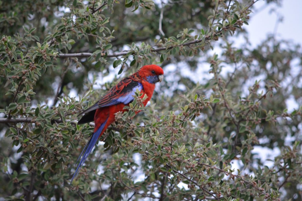 Native birds such as the Crimson Rosella (Platycercus elegans) are striking additions to any garden. Image: Lachlan Walsh. 