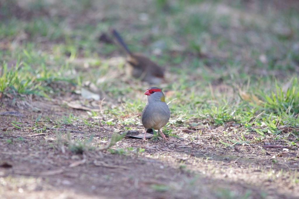 Free nesting birds like the Red-browed Finch (Neochmia temporalis) will build nests instead of using hollows. Image: Catherine Cavallo. 