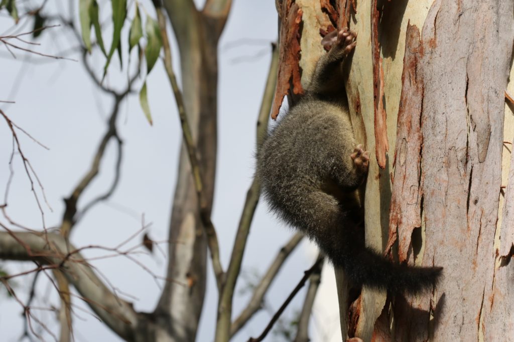 A common brushtail possum climbing into a tree hollow