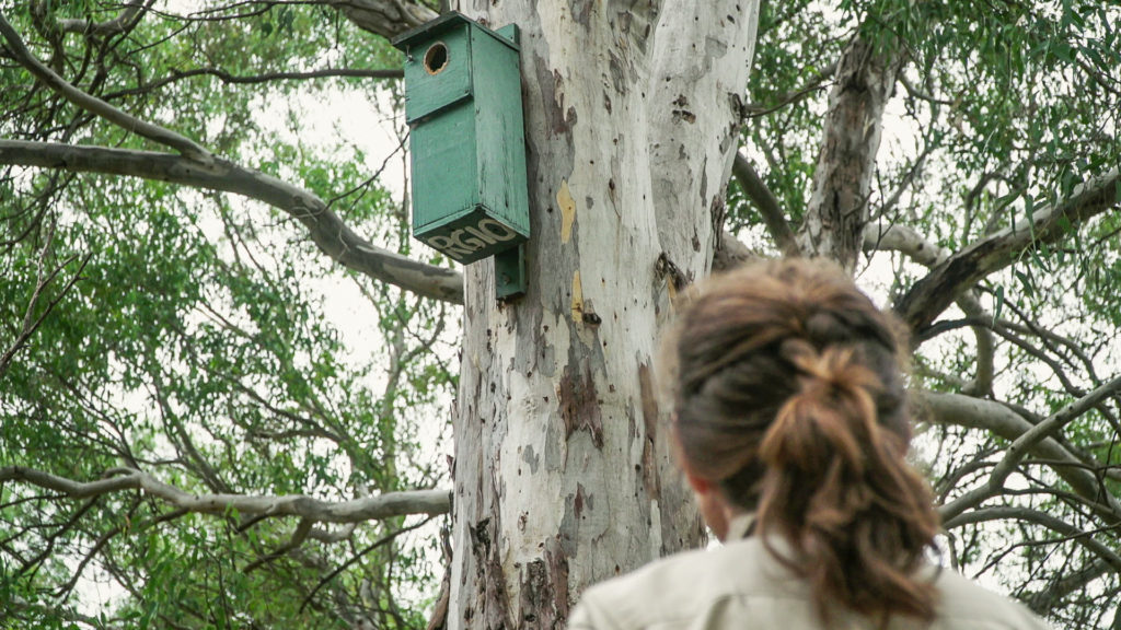 Nestbox projects provide vital homes for threatened wildlife and often provide opportunities for community members to get involved in threatened species conservation