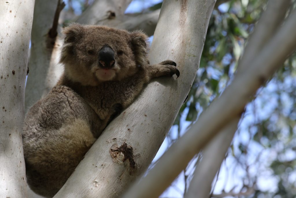 One of our national icons, the Koala, is listed as Vulnerable by the IUCN. Koala populations are decreasing, with land clearing a major current threat and climate change expected to have a high impact. 