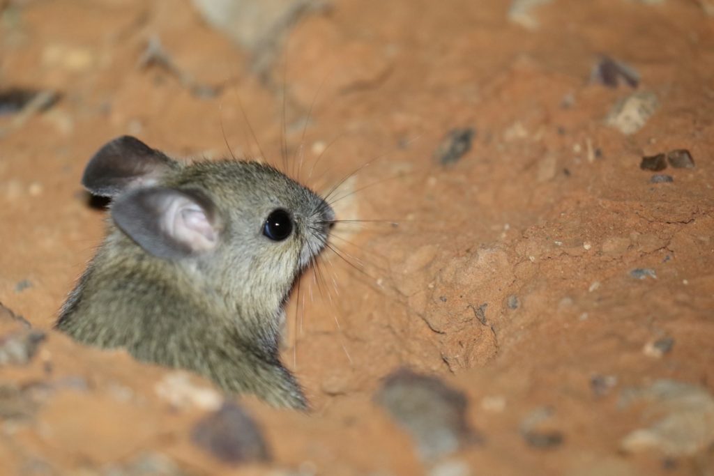The Plains Mouse is IUCN listed as Vulnerable and is decreasing in range and population size. The key threat is habitat degradation by ranched livestock, which trample and graze down the mouse's habitat. 