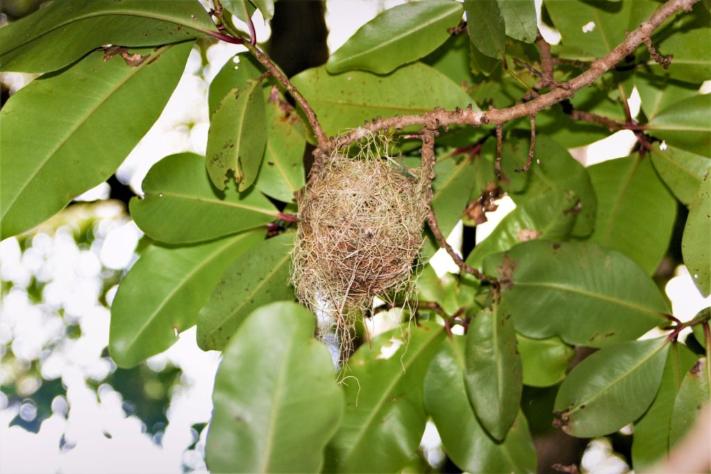 inactive silver-eye nest