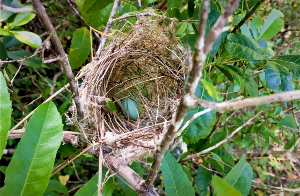 A very rare active White-eye nest with a blue egg inside