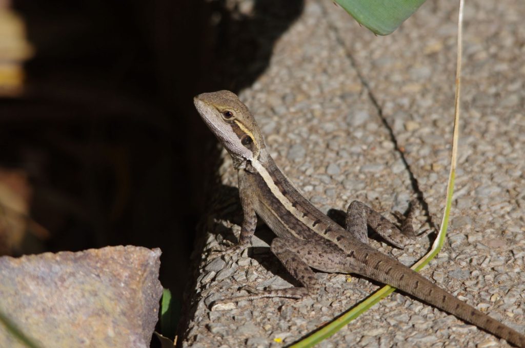 Gilbert's Dragon/Ta-ta Lizard, Northern Territory. Image: Cathy Cavallo