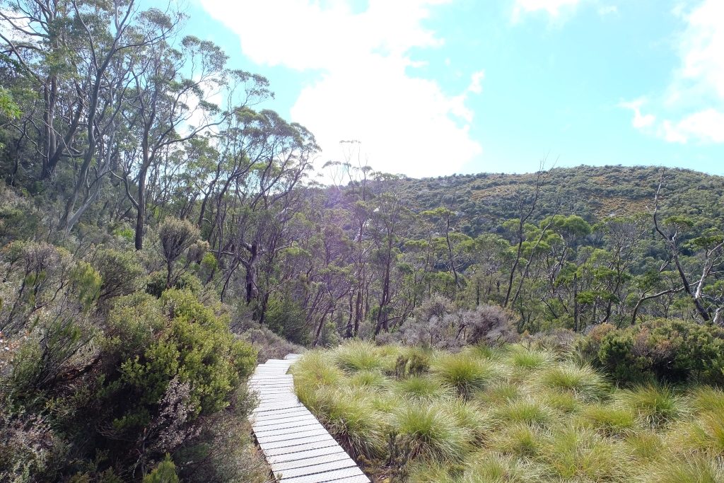 The forest track at Cradle Mountain. Image: Chris Dixon