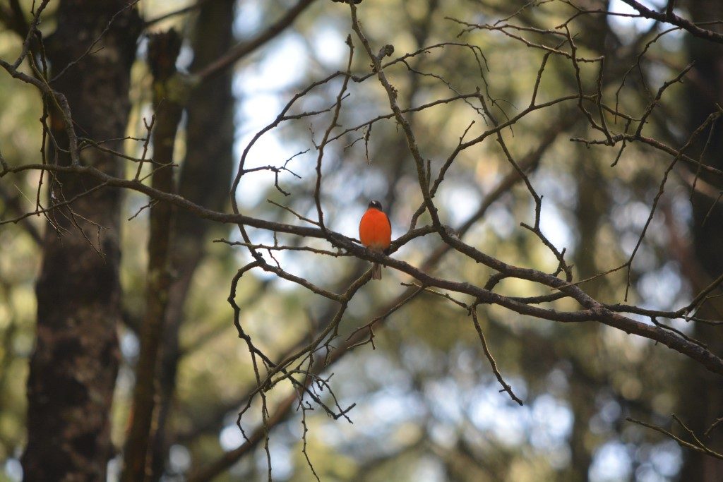 Unlike the Golden Whistler, the Flame Robin (a resident species of Wombat State Forest) prefers open vegetation and often appears early after a fire, only to disappear later as the vegetation closes up. 