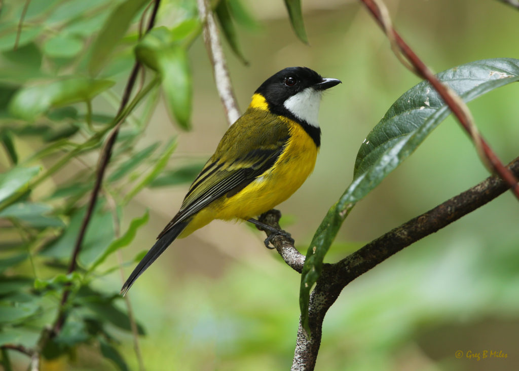 Species like the Golden Whistler are some of the last to appear in revegetated bushland after a fire, preferring open canopy vegetation. 