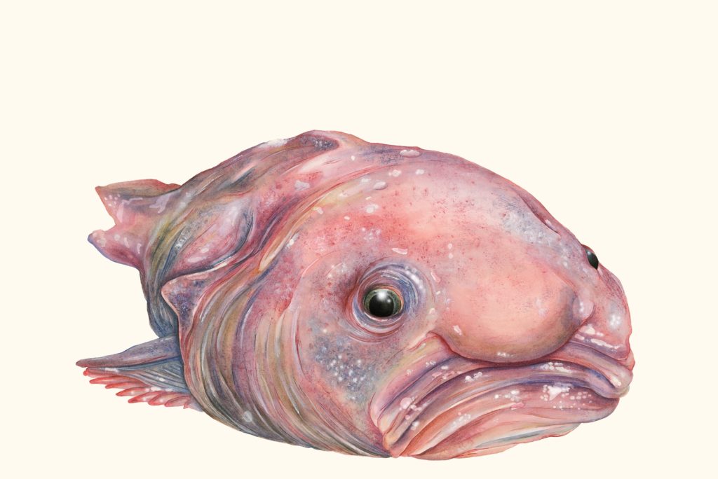 The aptly named blobfish