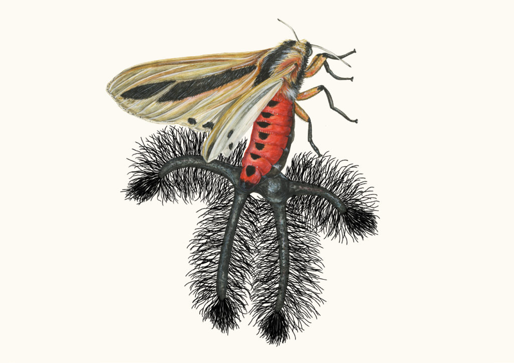 Creatonotos gangis is a species of moth that occurs over south Asia and Australia. The hairy tentacles pictured are only found on males, and usually retracted but pushed out during breeding season to assist with mating. Not enough is yet known about this species to evaluate its conservation status. Image provided by Sami Bayly.