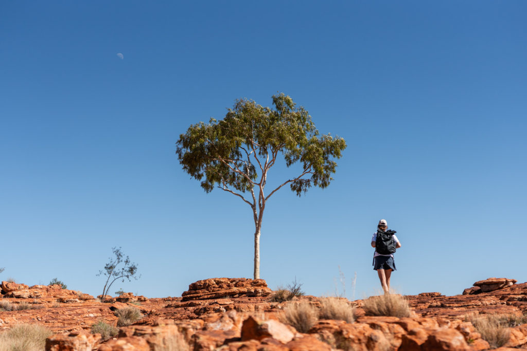 A lone Ghost Gum against the red soil of the outback