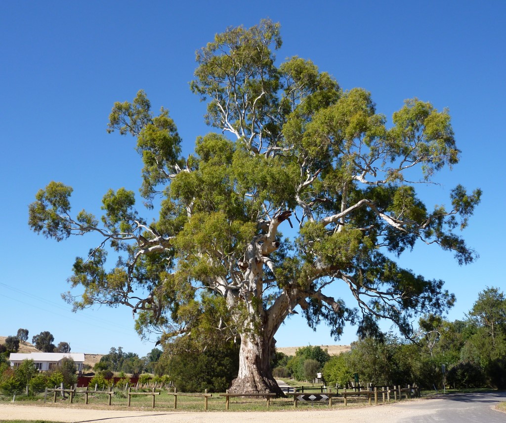 The Guildford Tree, an outstanding River Red Gum (Eucalyptus camaldulensis) in the town of Guildford, Victoria. The tree has borers, termites and much other biodiversity, but is healthy and has the potential to live for many more centuries.