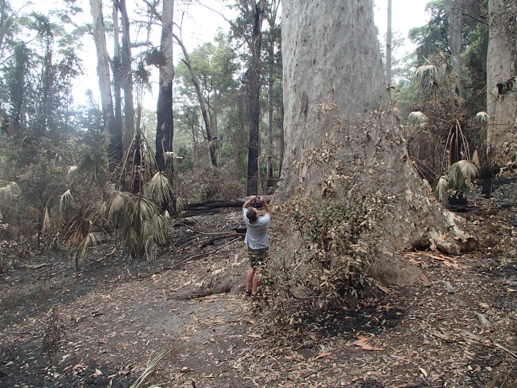 Old Blotchy, the largest Spotted Gum (Corymbia maculata) known, immediately following the December 2019 wildfires in Murramarang National Park, NSW. The tree barely burned, partly because of the bark and foliage characteristics of the species.