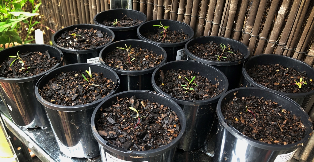 Michael's potted ironbark seedlings grown from collected nuts