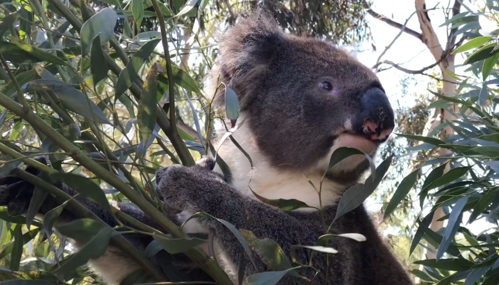 A Koala happily eating the leaves of the Western Australian species, Tall Sand Mallet (Eucalyptus eremophila). In the wild, Koalas and Tall Sand Mallet occur thousands of kilometres from one-another.