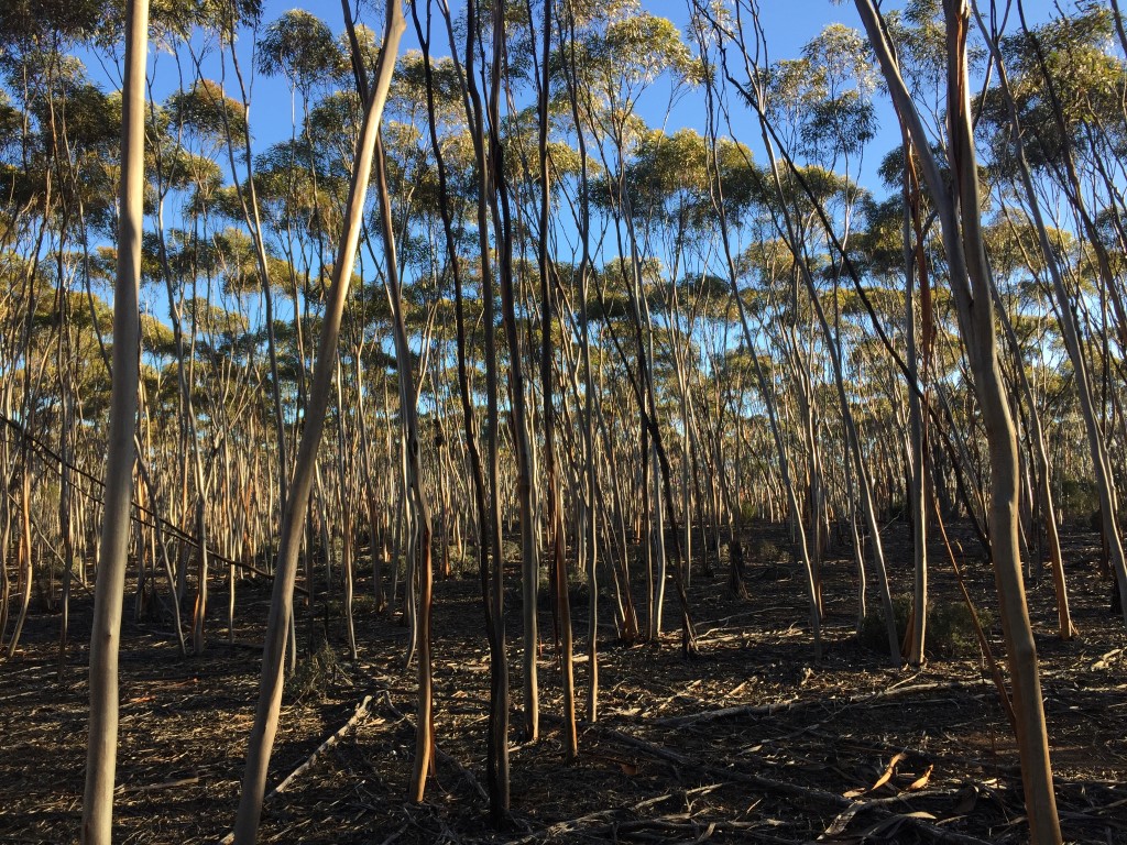 An even-aged stand of fire sensitive eucalypts (Eucalyptus extensa and E. tenuis) in the Great Western Woodlands, WA.