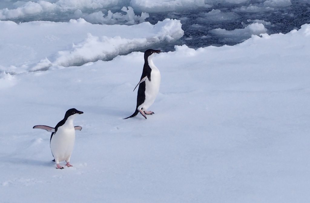 Two adelie penguins playing on the ice