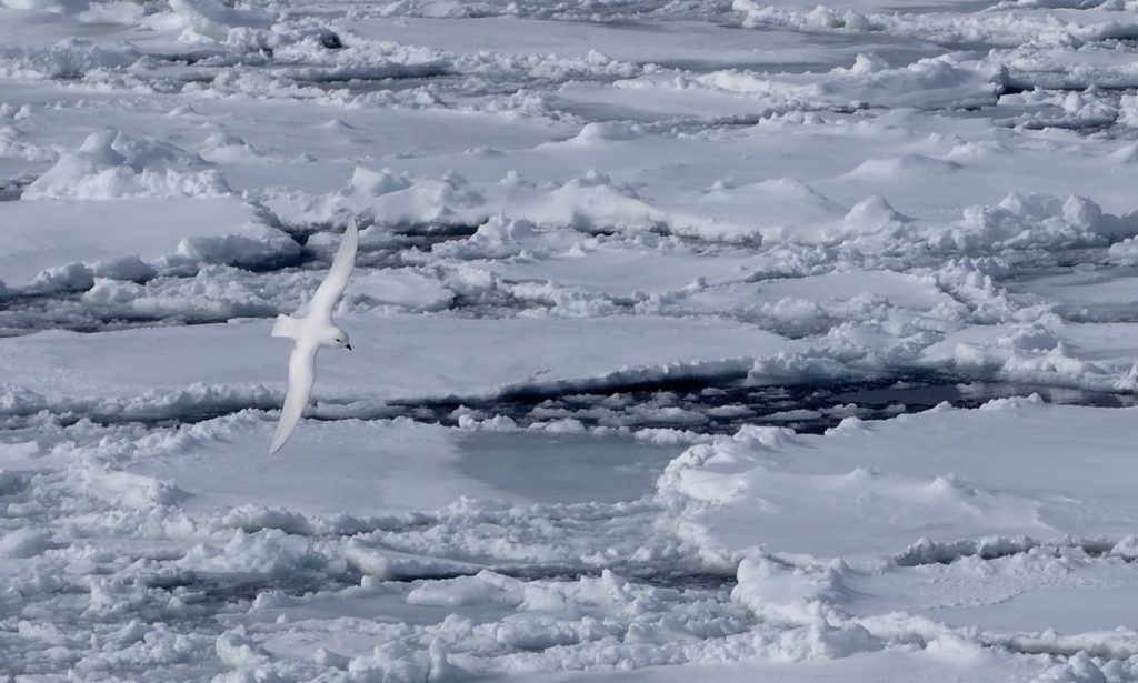 A snow petrel soaring low over the ice