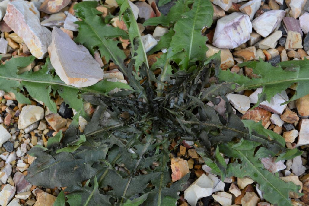 A weed with shrivelled leaves after being treated with boiling water