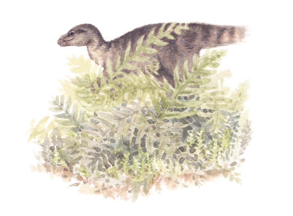 Leaellynasaura was a small dinosaur of Cretaceous-era Victoria. Original illustration by Cameron Brideoake. 