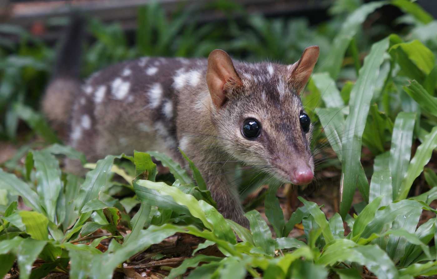 On the hunt for smart quolls