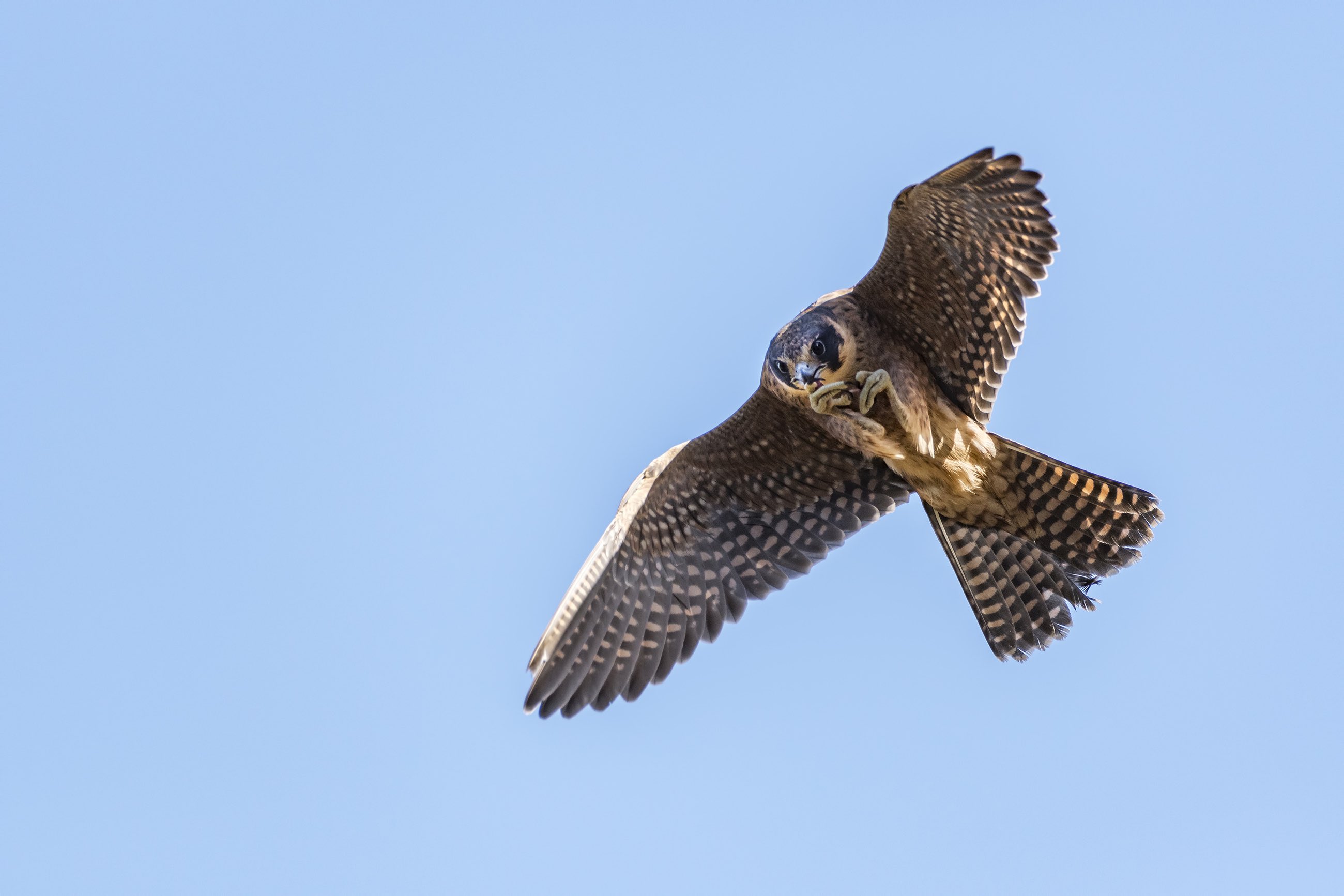 Down the wind: the ancient art of falconry put to a new use
