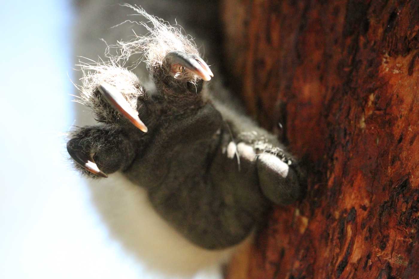 What can parasites teach us about managing koalas?