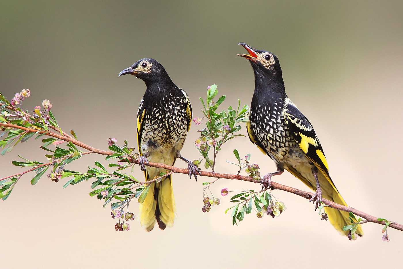 A Regent without an empire: habitat loss and the decline of the Regent Honeyeater