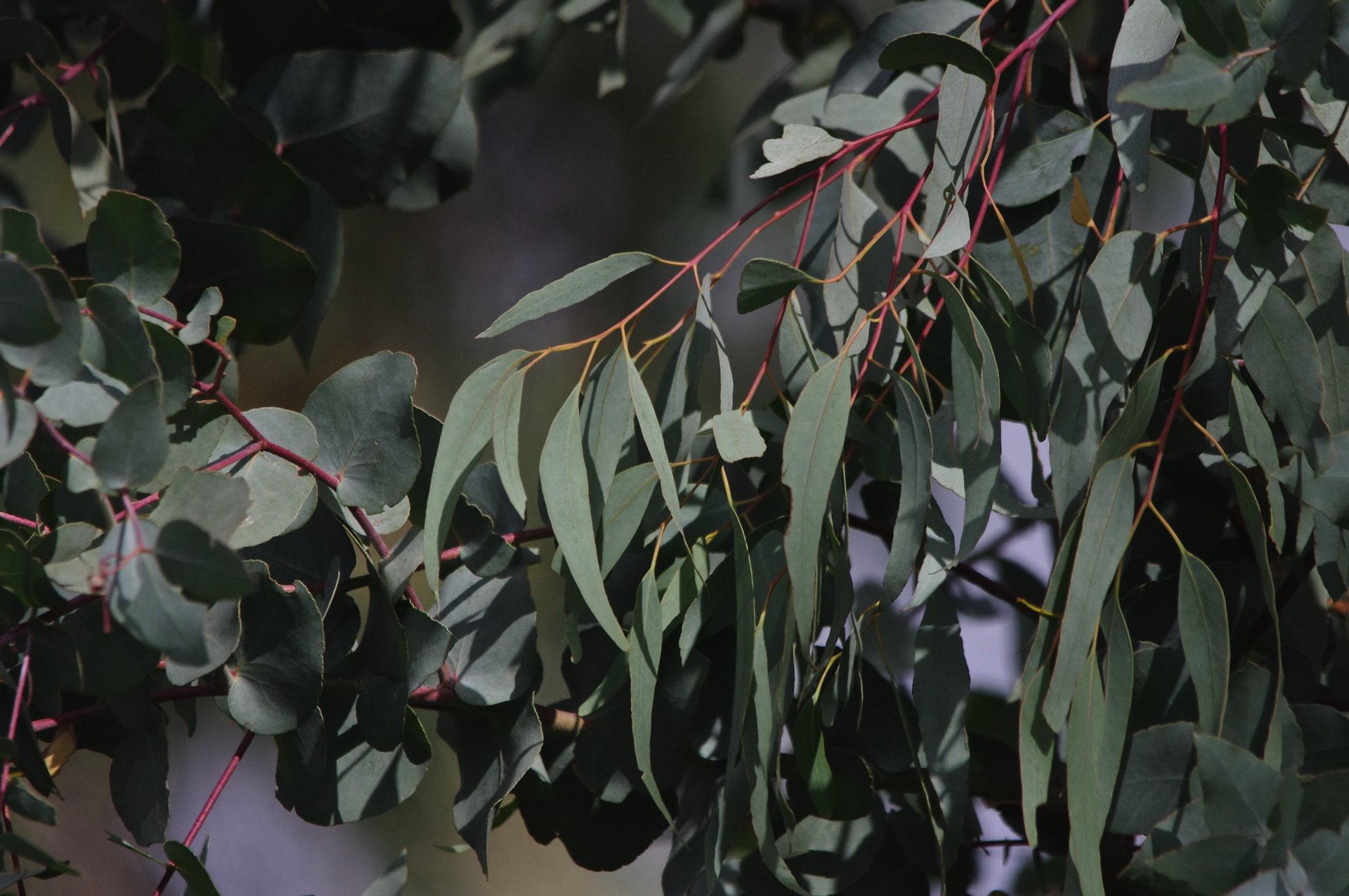 The scent of a eucalypt