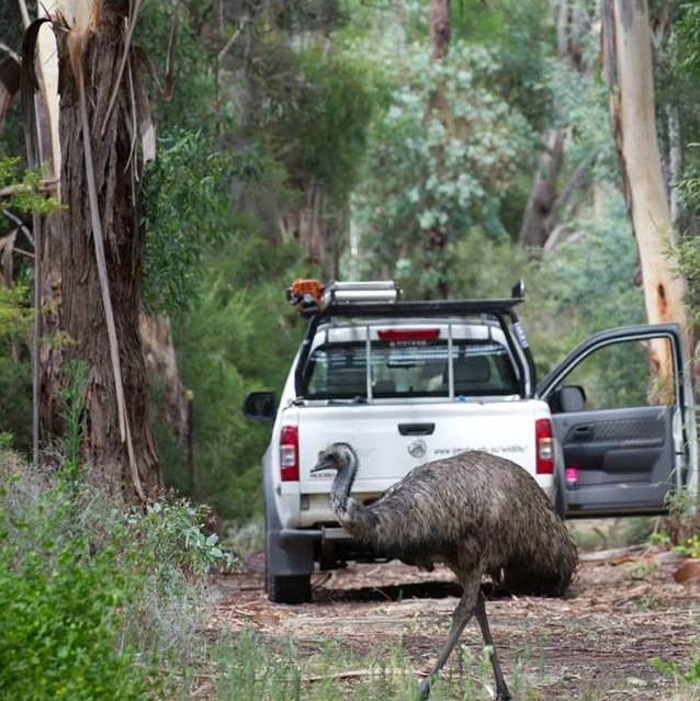 The resident emu assists the land management team with their daily duties.  Image: Matthew Sherman (La Trobe Wildlife Sanctuary)