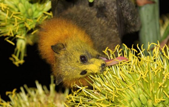 Fur and Flowers: Melbourne’s Mammalian Pollinators