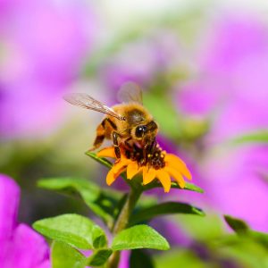 Honey Bee landing on flower