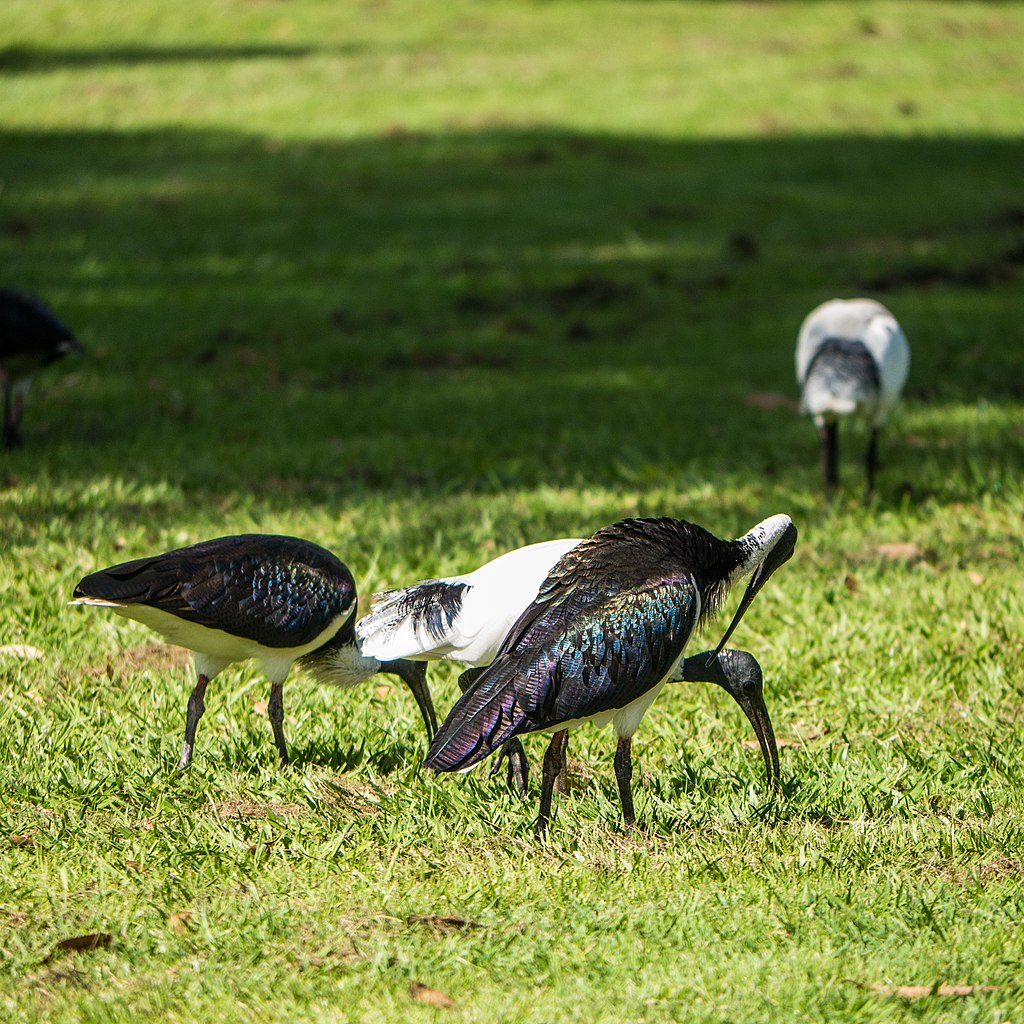 Straw-necked Ibis feeding in a paddock. Image by John Robert McPherson [CC BY-SA 4.0] from Wikimedia Commons.