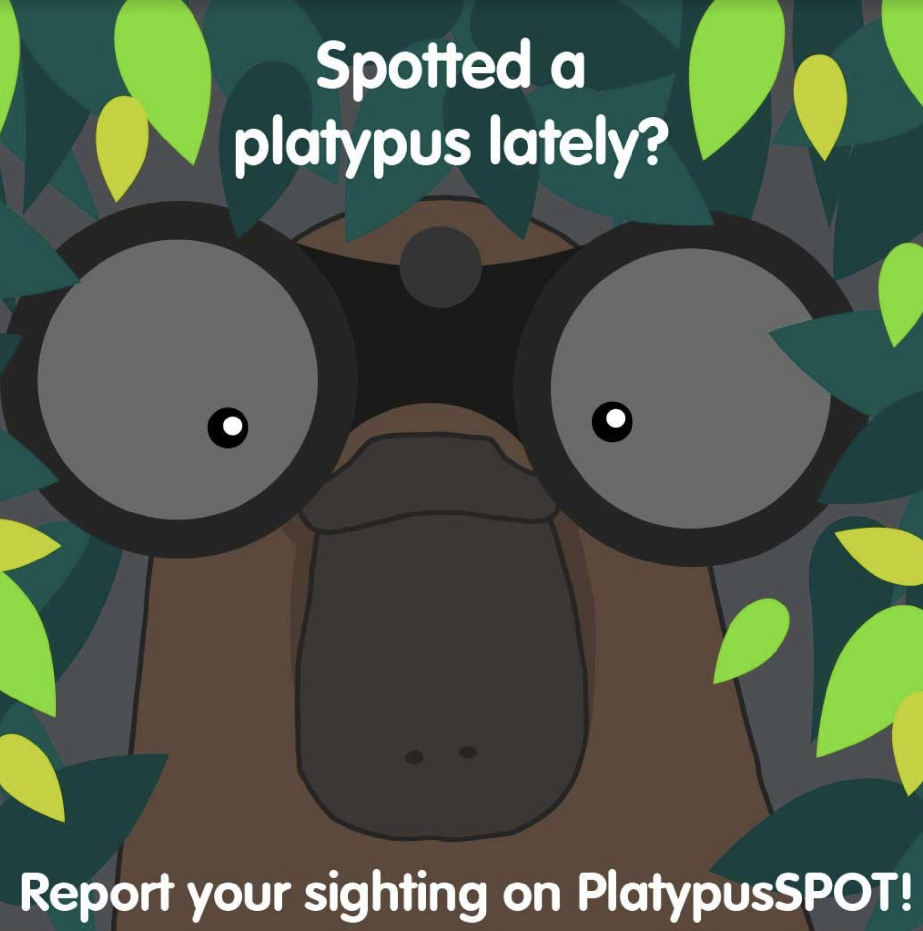 Platypus awareness: helping Melbourne Water shed light on a unique Australian