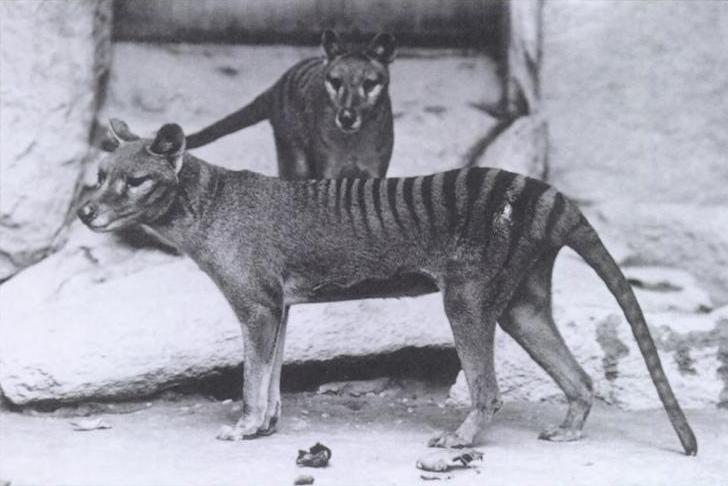 Remembering the Thylacine: Endangered, Extinct… Resurrected?