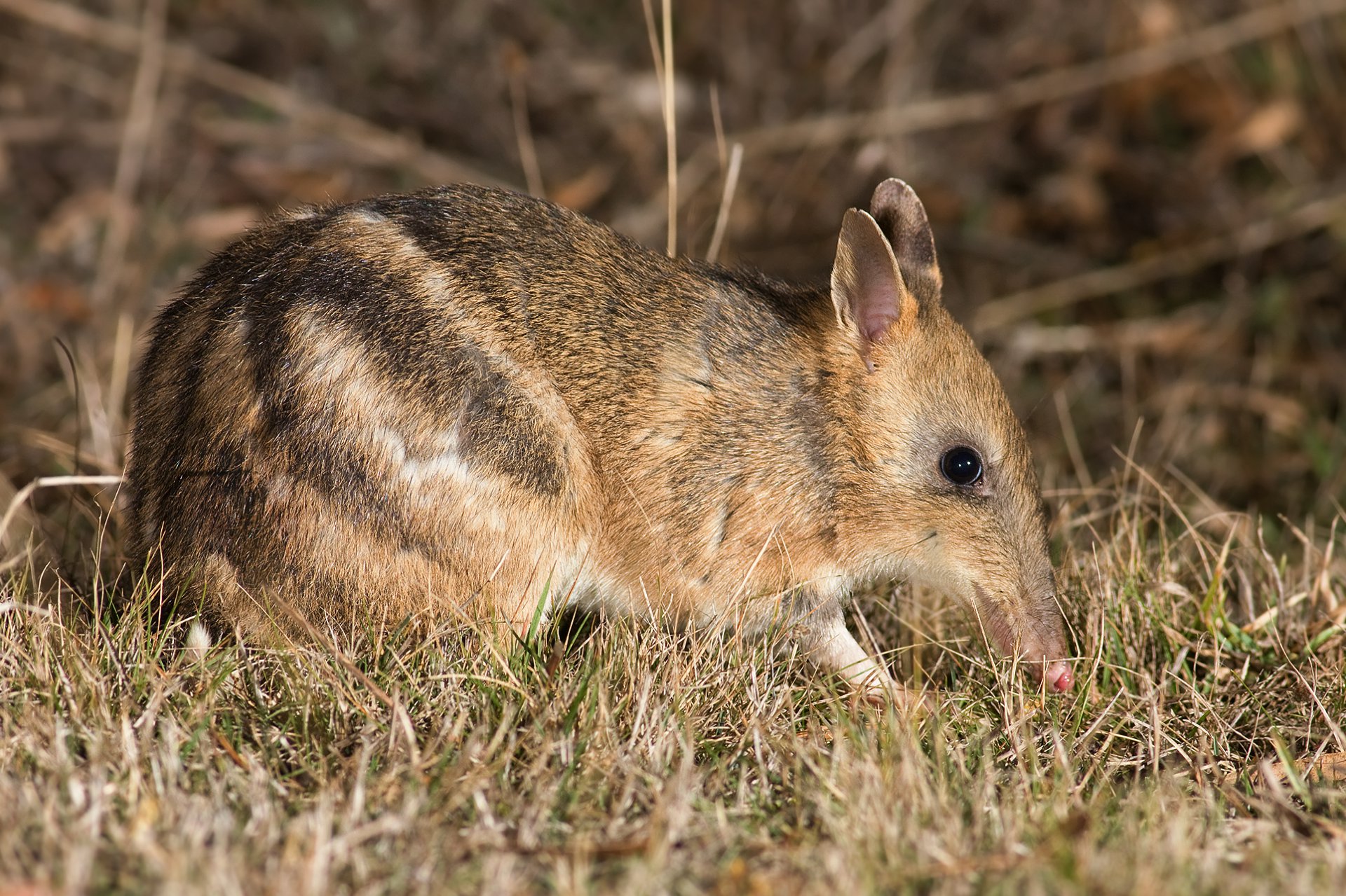 Bouncing Back: a story of hope for the Eastern Barred Bandicoot