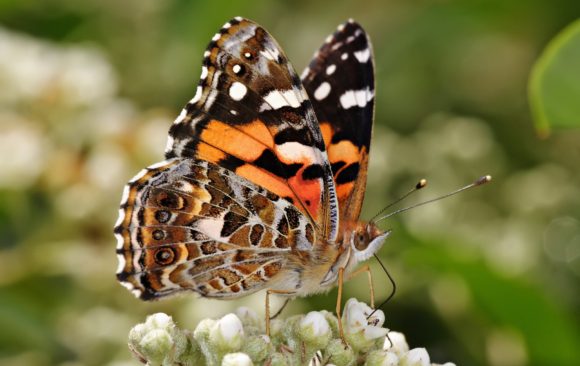 Balconies for butterflies: a guide for the urban gardener