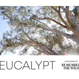 Eucalypt: Documentary Series