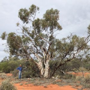 old Eucalyptus obtusiflora on Hamelin Station Reserve