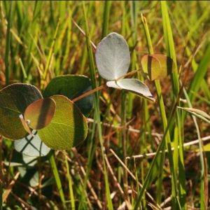 Growing pains: eucalypt leaves and tree adolescence